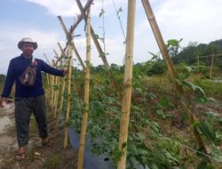 PT Timah Bersama Kelompok Tani Pemuda Harapan Desa Belo Laut Kembangkan Lahan Bekas Tambang Jadi Kawasan Agroforestri