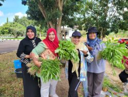 Pj Ketua TP PKK Safriati Layani Langsung Pembeli Hasil Panen Kebun PKK Cikar