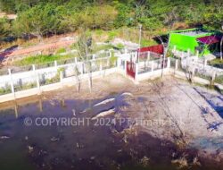 PPS Alobi Kampoeng Reklamasi Air Jangkang PT Timah Evakuasi dan Merehabilitasi Buaya