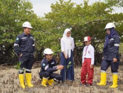 Komitmen Terhadap Kelestarian Lingkungan, PT Timah Gencarkan Penanaman Mangrove