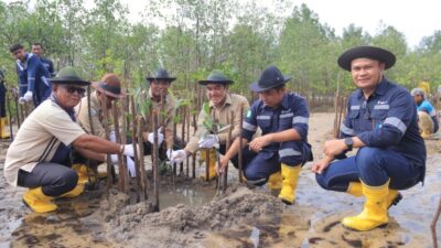 Bersama Masyarakat Desa Gemuruh, PT Timah Tanam Ribuan Mangrove di Pantai Batu Kucing