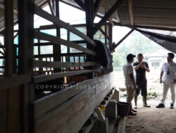 Kelompok Tani Berkah Makmur Dapat Bantuan Pengembangan Kandang Ternak Kambing dari PT Timah