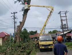 Kolaborasi PT Timah dan PLN Lakukan Penebangan Pohon Berisiko di Kawasan Mentok