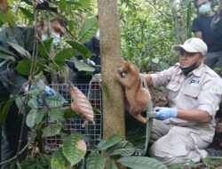 Dukung Upaya Konservasi Satwa, PT Timah Kolaborasi dengan Beberapa Pihak Lepaskan Dia Ekor Kukang Bangka