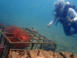 Dalam Lima Tahun Terakhir PT Timah Tenggelamkan Ribuan Artificial Reef