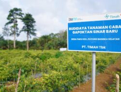 Gapoktan Sinar Baru Binaan PT Timah Sukses Hasilkan Panen Cabai Melimpah