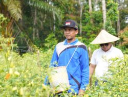 Didukung PT Timah Gapoktan Sinar Baru Bangka Selatan Andalkan Budidaya Cabai untuk Kesejahteran Petani