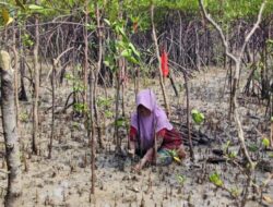 Kolaborasi Jaga Ekosistem Pesisir Bersama Masyarakat, PT Timah Tanam 12 Ribu Bibit Mangrove di Kundur