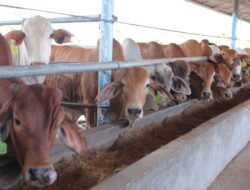 Jelang Puasa dan Lebaran, Pj Gubernur Babel Pastikan Stok Daging Aman 