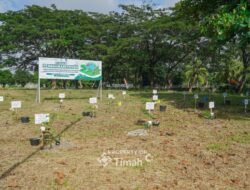 PT Timah Bersama PLN dan METI Tanam 1500 Pohon Angsana di Taman Energi Balai Karya