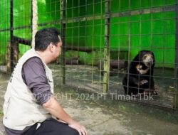 Tambang Timah Ilegal Merajalela di Provinsi Babel, Ancam Ekosistem Satwa Endemik