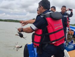Upaya Jaga Kelestarian Kepiting, PT Timah Tebar 300 Bibit Kepiting Bakau di Pantai Kundur