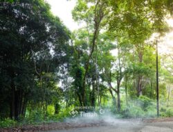 Konservasi Hutan Kehati, Langkah Nyata PT Timah Menuju Keberlanjutan   