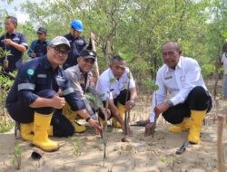 Langkah Berkelanjutan dalam Melestarikan Lingkungan, PT Timah Tanam 2509 Bibit Mangrove di Karimun