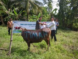 Berbagi Kebahagian dengan Masyarakat, PT Timah Distribusikan Hewan Kurban di Kabupaten Kepulauan Meranti