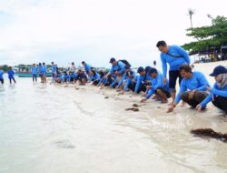 Kolaborasi PT Timah dan AAI Sumbagsel Lepasliatkan Tukik Sisik di Pulau Kelayang