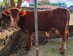 Iduladha 1446 Hijriah, PWI Babel Sembelih Hewan Kurban untuk Anggota dan Masyarakat Sekitar
