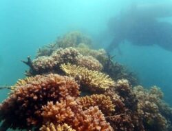 Ekosistem Laut Terjaga, PT Timah Laksanakan Penambangan Berkelanjutan untuk Kesejahteraan Masyarakat