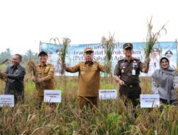 Pemprov Babel All Out Dukung Produksi Padi, Targetkan Kurangi Ketergantungan Pangan Luar Daerah