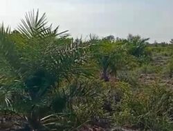 YM Sulap 40 Hektar Hutan Bakau di Desa Sebagin jadi Kebun Sawit