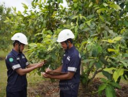 PT TIMAH Konsisten Laksanakan Reklamasi, Satu Dekade, Tanam 1,4 Juta Pohon di Provinsi Babel