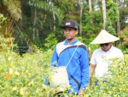 Wujudkan Ketahanan Pangan, PT TIMAH Optimalkan Potensi Pertanian Lokal dengan Lakukan Hal Ini