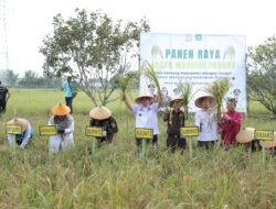 Panen Raya Jaksa Mandiri Pangan, Gubernur Babel Tegaskan Babel Menuju Kedaulatan Pangan Berkelanjutan