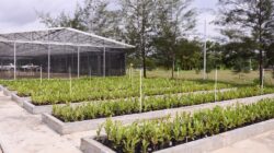 Komitmen Pengelolaan Lingkungan, PT TIMAH Reklamasi Ratusan Hektar Lahan Pasca Tambang di Bangka Belitung