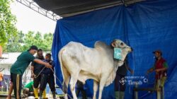 Hangatnya Kebersamaan Idul Adha di Komplek PT TIMAH, Ribuan Paket Daging Dibagikan untuk Warga