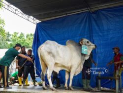 Hangatnya Kebersamaan Idul Adha di Komplek PT TIMAH, Ribuan Paket Daging Dibagikan untuk Warga