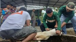 Karyawan PT TIMAH Bergotong Royong Salurkan Daging Kurban untuk Masyarakat di Bangka Barat