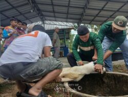Karyawan PT TIMAH Bergotong Royong Salurkan Daging Kurban untuk Masyarakat di Bangka Barat