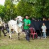 PT TIMAH Salurkan Ratusan Hewan Kurban di Momen Idul Adha, Kepala Daerah Apresiasi Konsistensi Berbagi untuk Masyarakat
