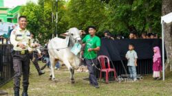 PT TIMAH Salurkan Ratusan Hewan Kurban di Momen Idul Adha, Kepala Daerah Apresiasi Konsistensi Berbagi untuk Masyarakat