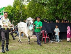 PT TIMAH Salurkan Ratusan Hewan Kurban di Momen Idul Adha, Kepala Daerah Apresiasi Konsistensi Berbagi untuk Masyarakat