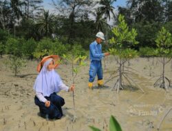 Puluhan Ribu Mangrove Ditanam Sepanjang 2025, PT TIMAH Dukung Target Net Zero Emissions 2060