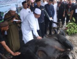 Wali Kota Pangkalpinang Sampaikan Terima Kasih kepada Presiden Prabowo atas Bantuan Sapi Kurban
